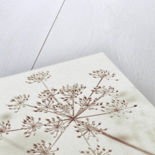 Cow parsley flower by Assaf Frank